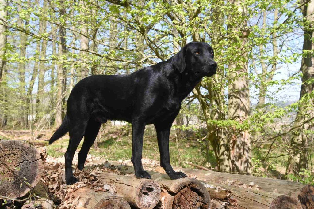 Schwarzer Hund im Wald